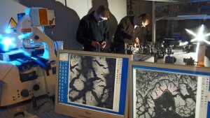 Microscopy inspection of bio-marked samples.